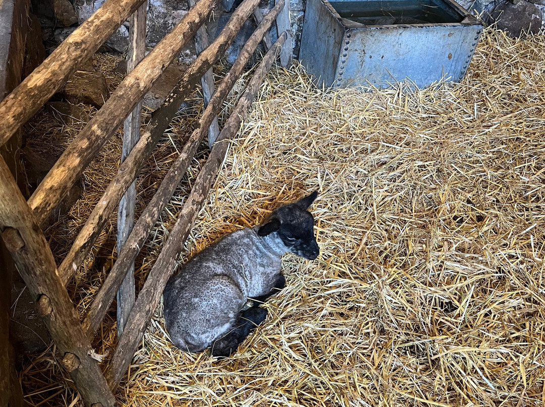 Acton Scott Heritage Farm-Acton Scott必去景点