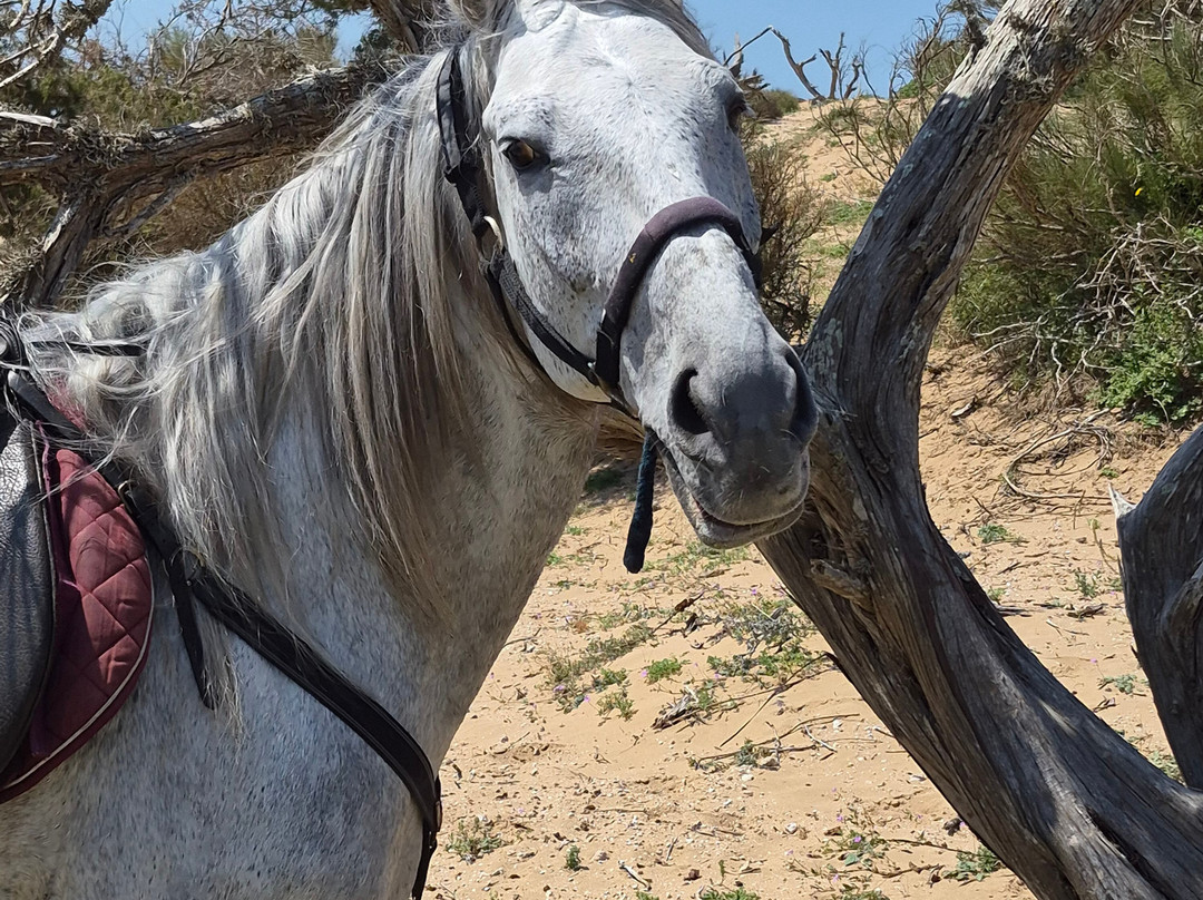 Mogador Horse-Diabat必去景点