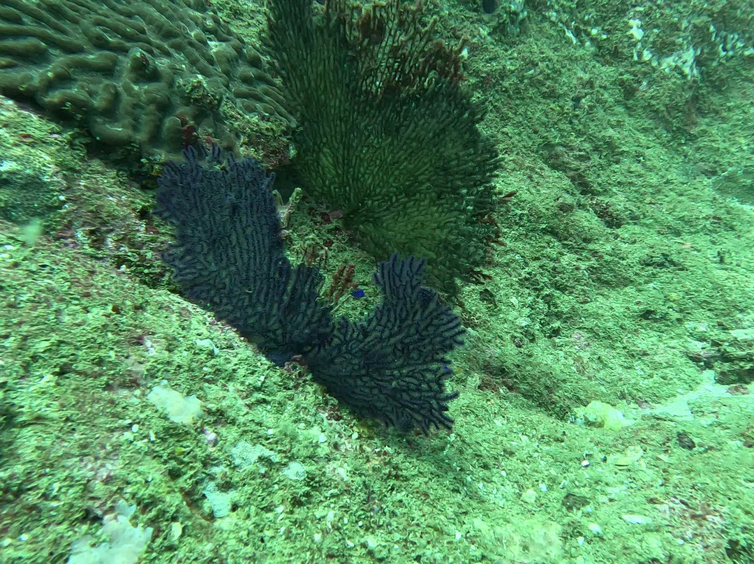 International Diving School-希克杜沃必去景点