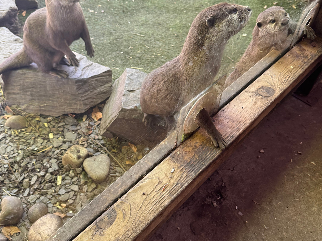 Exotic Zoo Wildlife Park + Natural History & Dino Museum-特尔福德必去景点