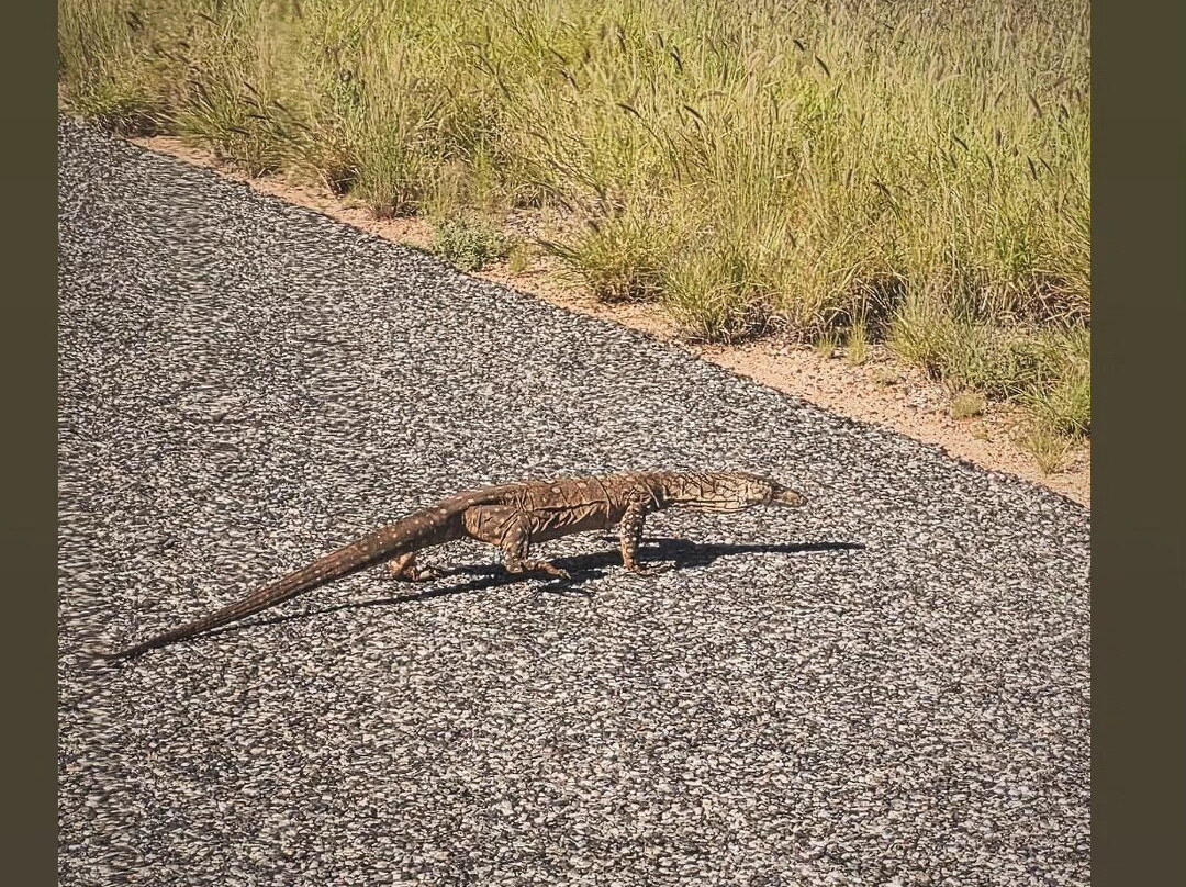 Mulgas Adventures-爱丽斯泉必去景点