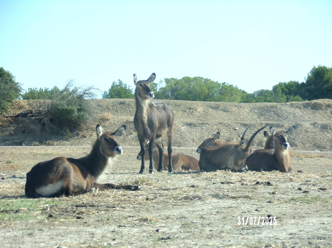 Réserve Africaine de Sigean-Sigean必去景点