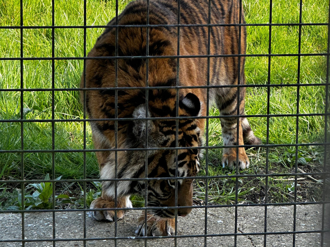 The Big Cat Sanctuary-Smarden必去景点