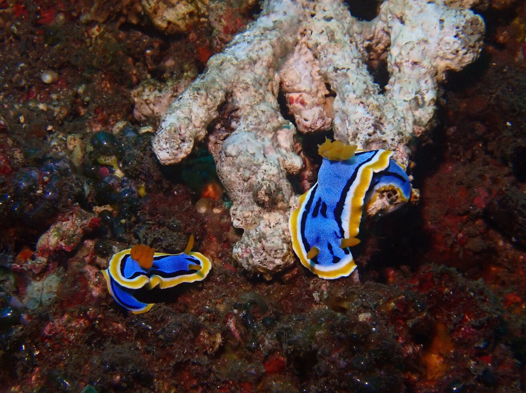 Abyss Dive Center Bali-艾湄湾必去景点