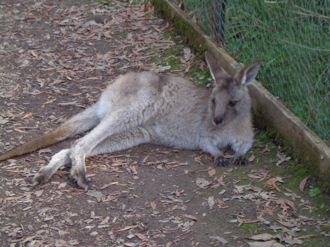 Wings Wildlife Park-Gunns Plains必去景点