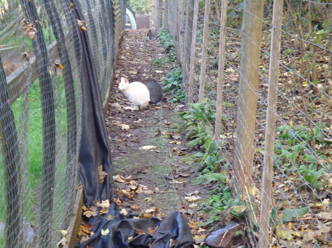 Wings Wildlife Park-Gunns Plains必去景点