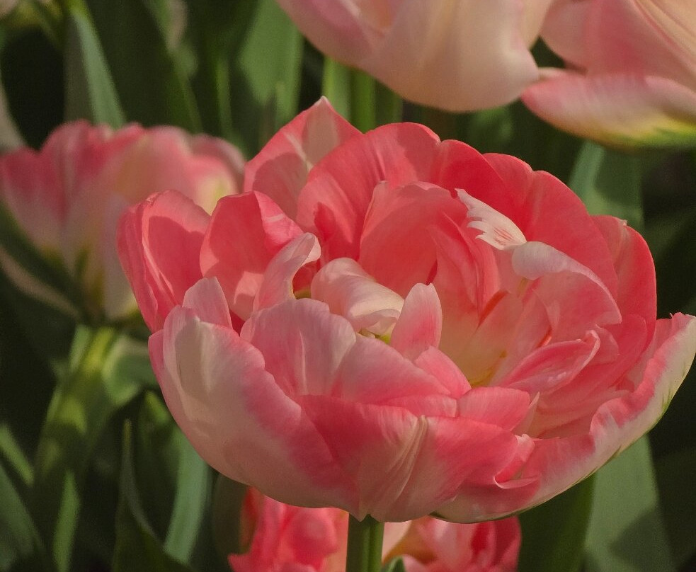 Ķīši Tulip Field-Vecumnieki必去景点