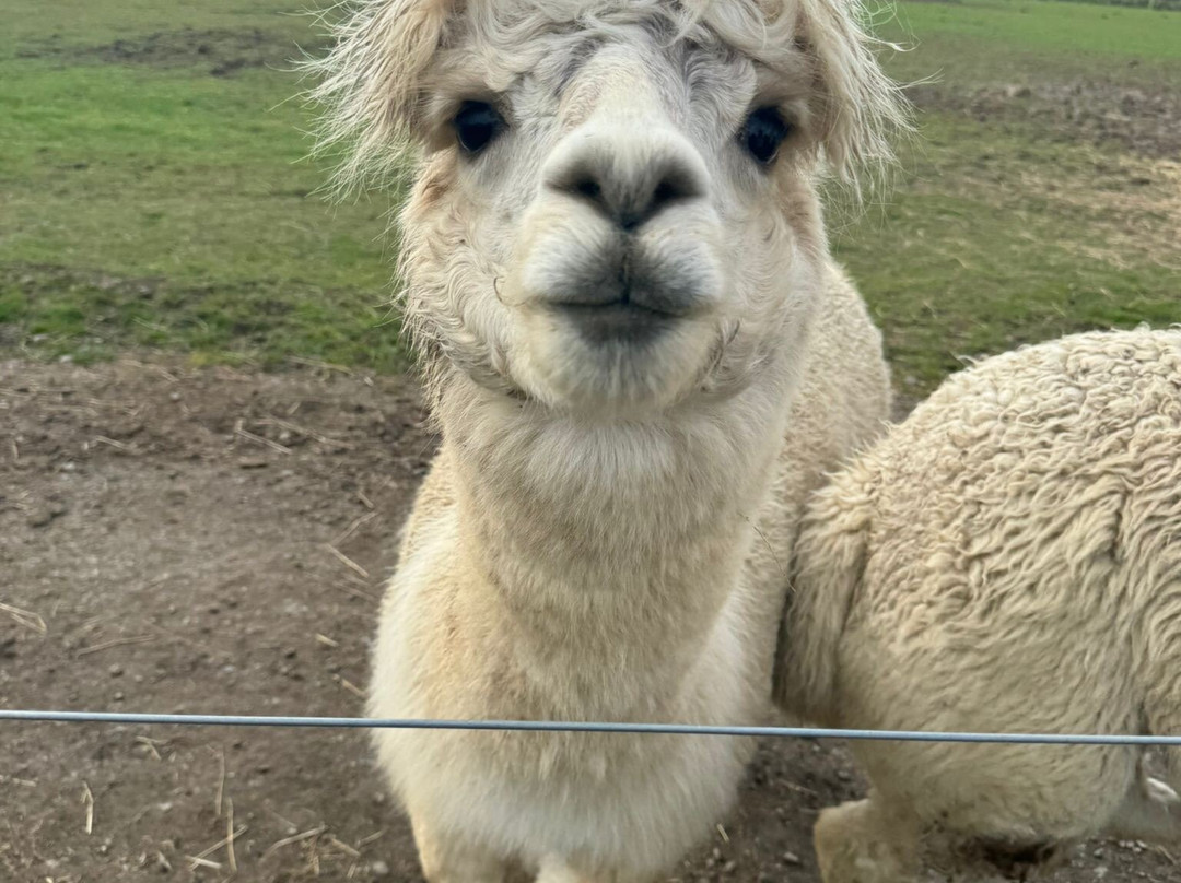 Bowbridge Alpacas Scotland-Peat Inn必去景点
