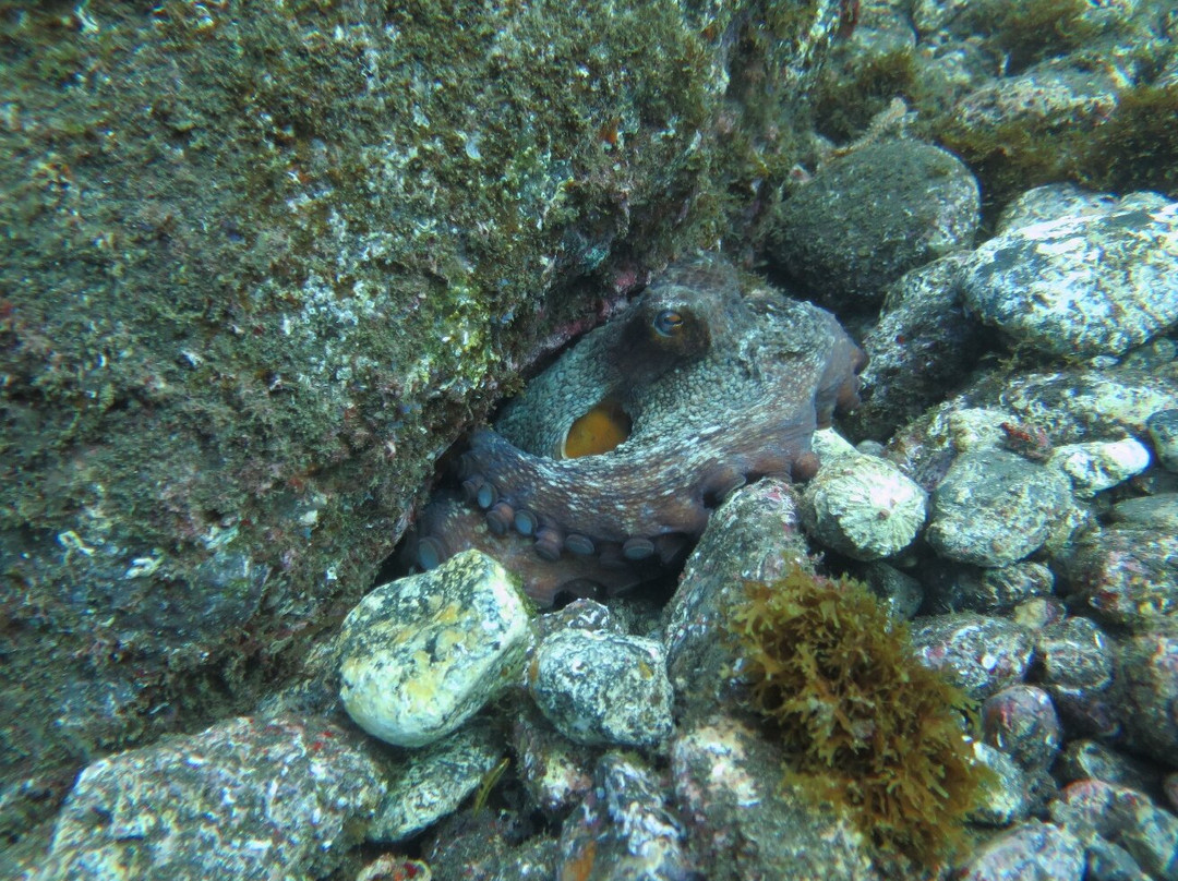 Manta Diving Madeira-Canico必去景点