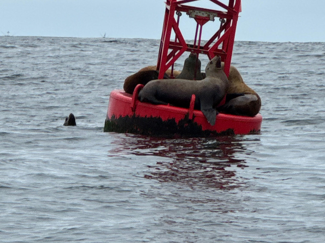 Whale Research EcoExcursions-Depoe Bay必去景点