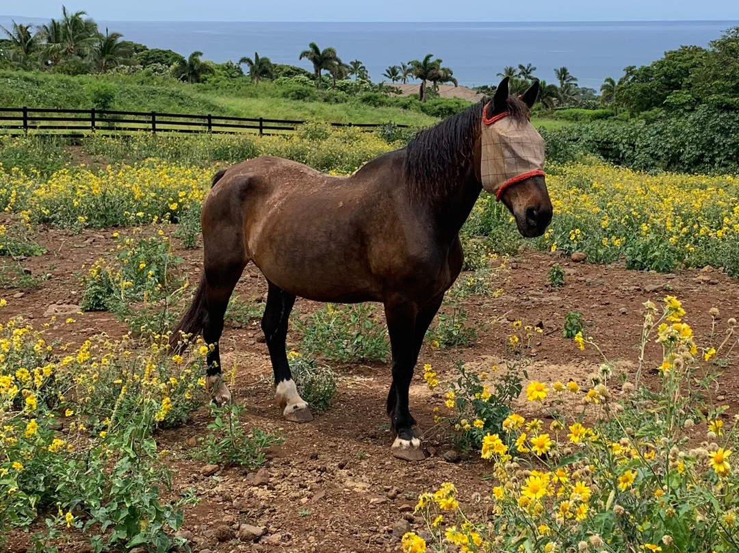 Maui Animal Farm-拉海纳必去景点