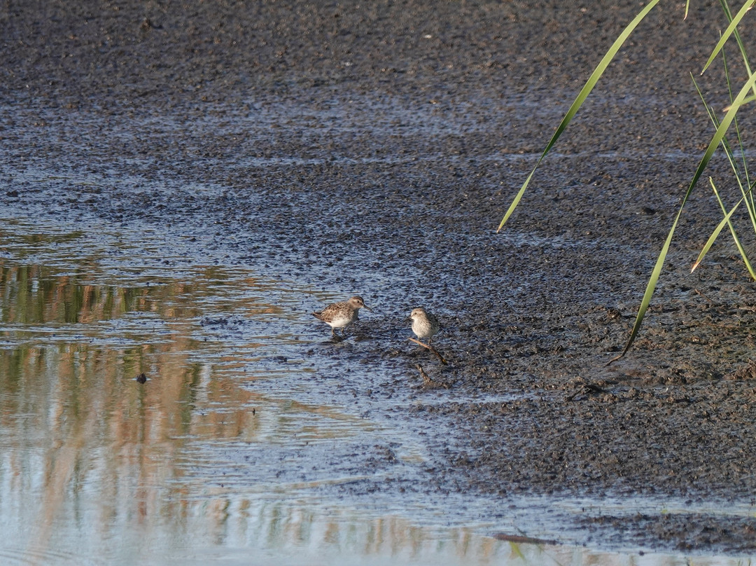 Sabine National Wildlife Refuge-Hackberry必去景点