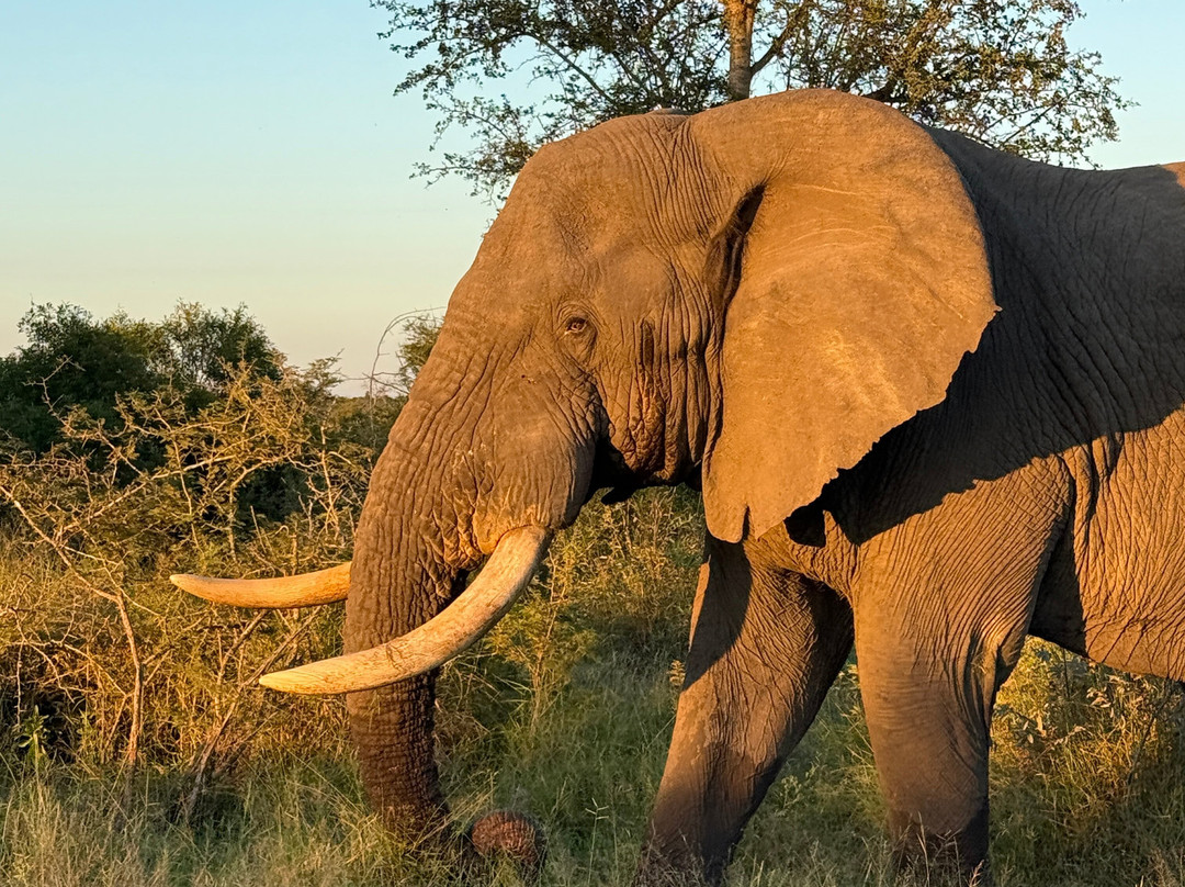 Kruger National Park Safari Specialists - Tours & Safaris-白河必去景点
