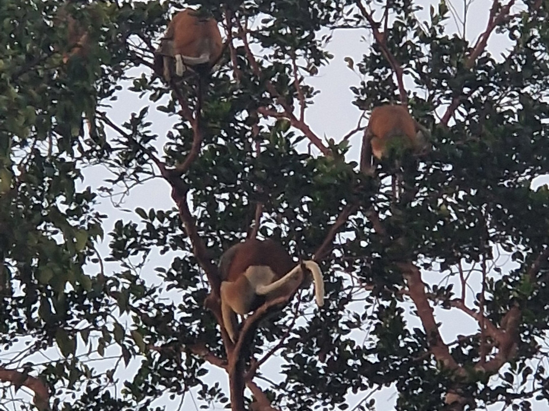 Orangutan Houseboat Tour-Kumai必去景点