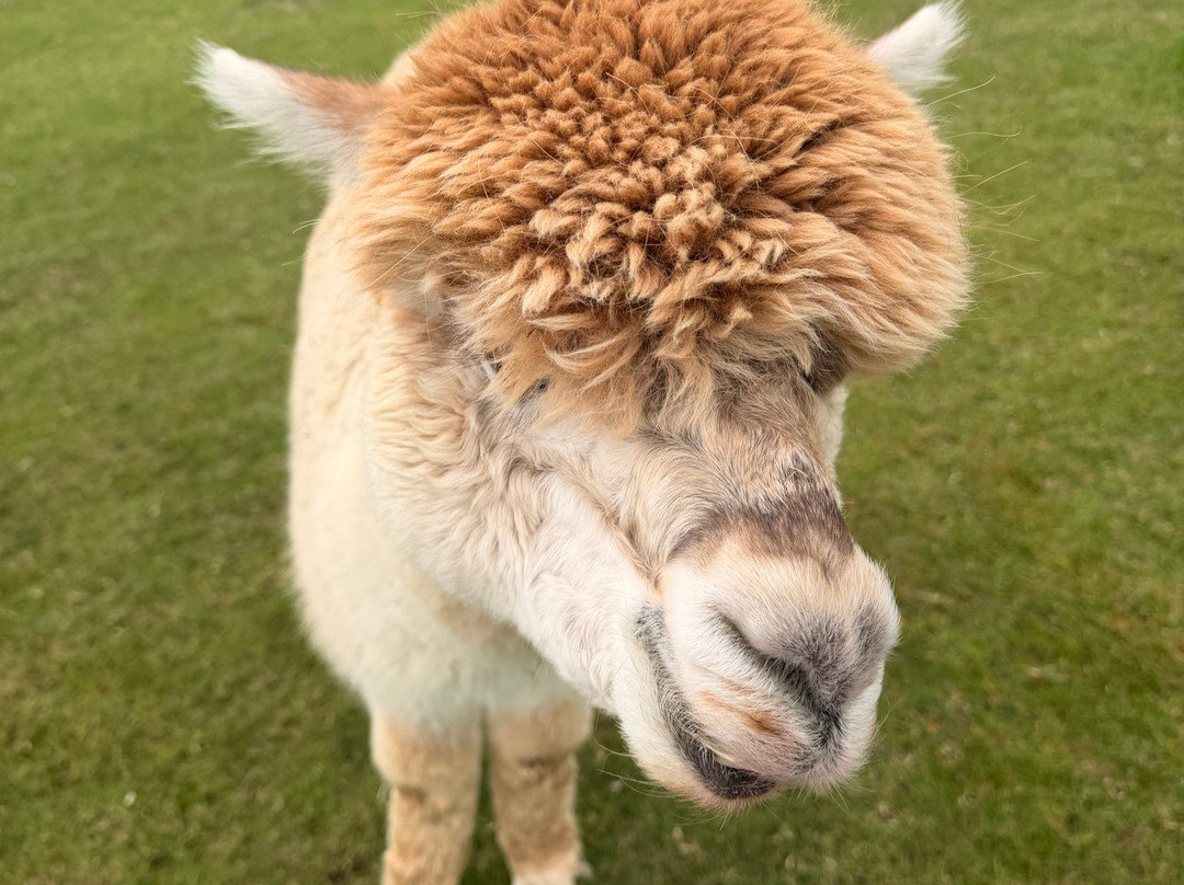 Simply Alpaca-伍斯特必去景点