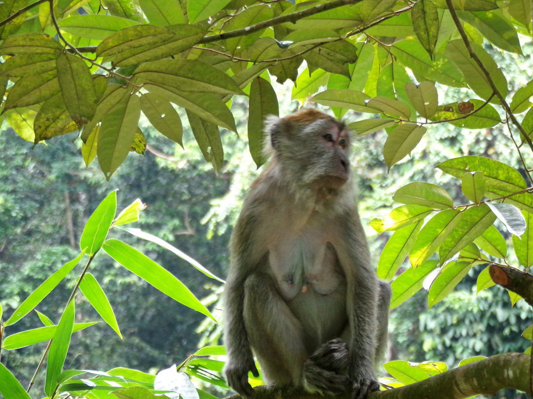 Sumatra Orangutan Tour-棉兰必去景点