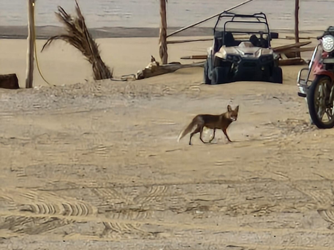 Jimmy Egypt Safari-Bawiti必去景点