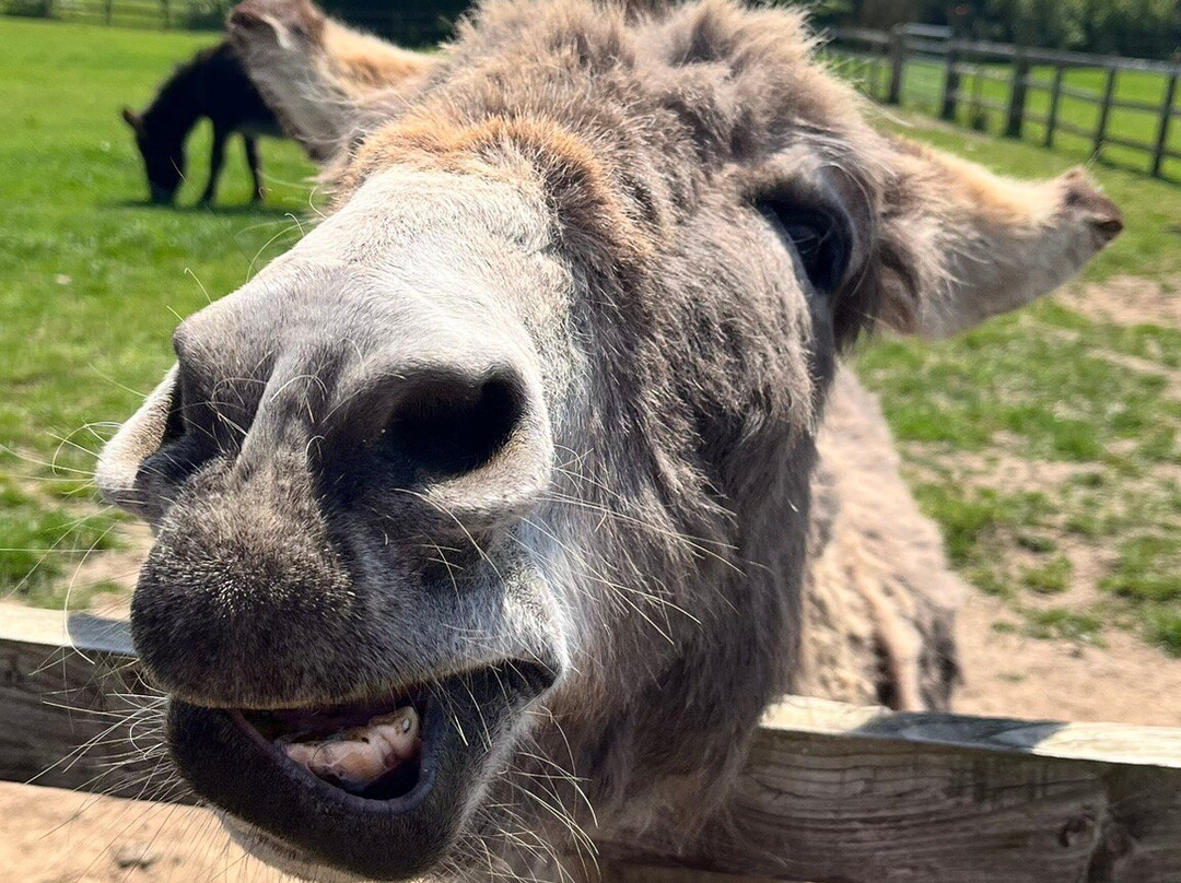 Radcliffe Donkey Sanctuary-Huttoft必去景点