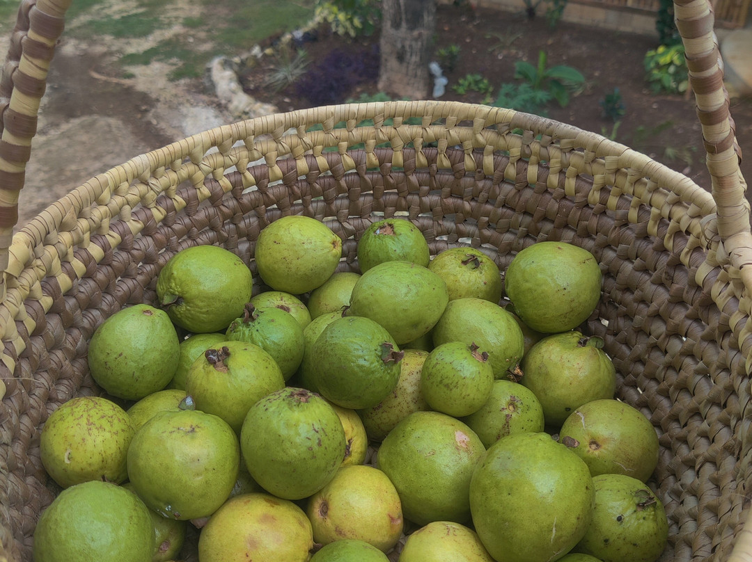 Tafara Farm Jamaica-Little London必去景点