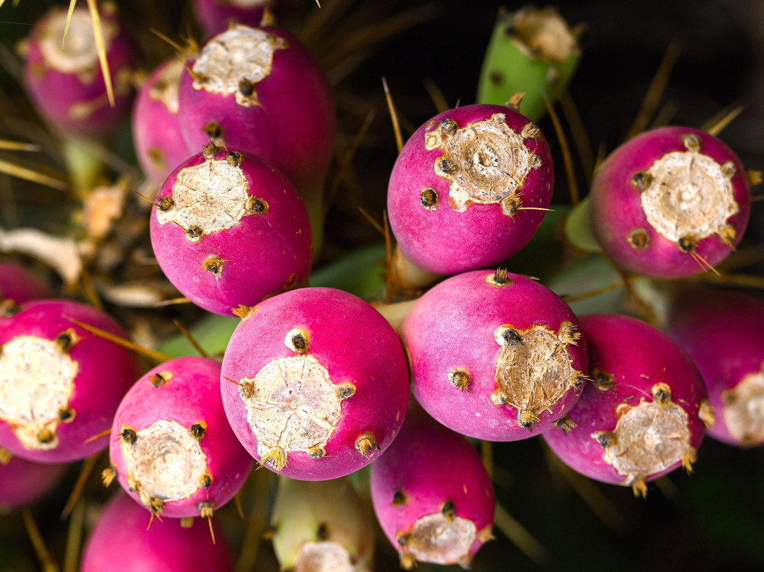 Red Cactus Farm Experience & Tasting – Finca Tuno Canarias-Valle De San Lorenzo必去景点