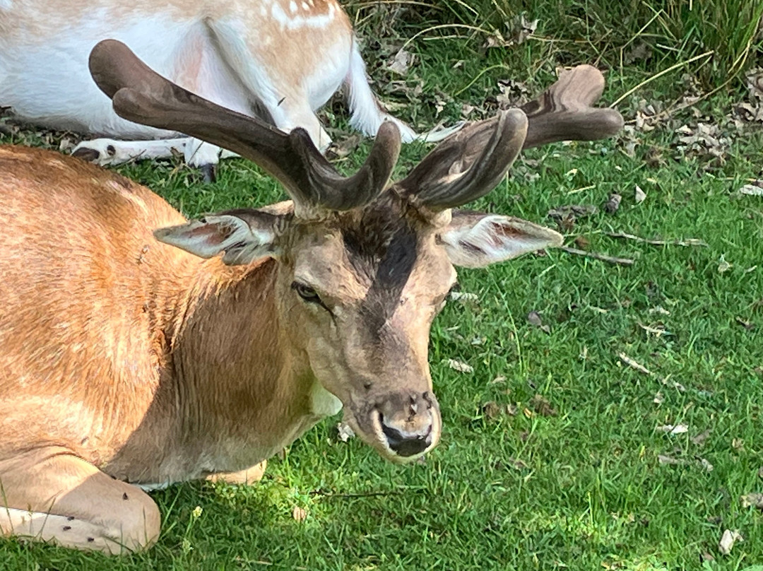 Knole Park-Sevenoaks必去景点