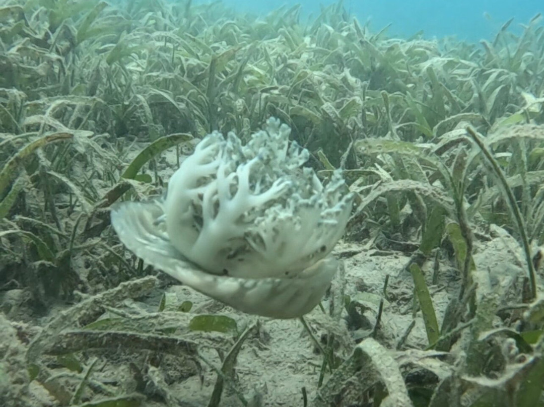 Orca Dive Club Safaga-Safaga必去景点