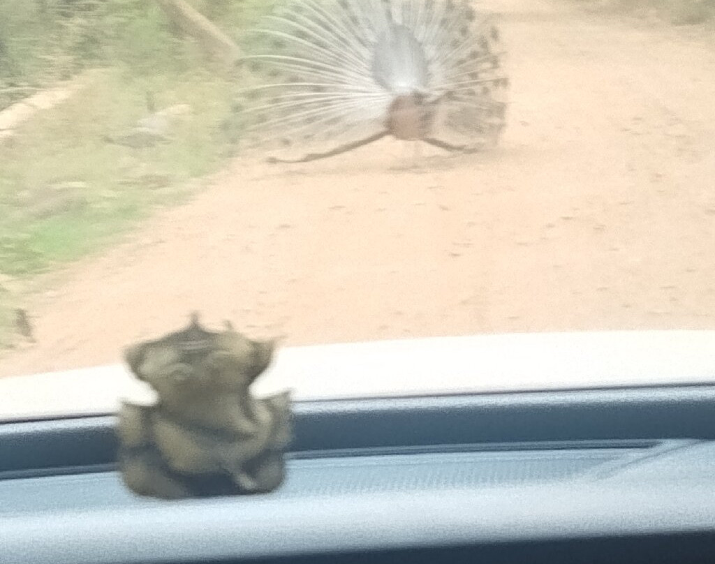 Sariska Tiger Reserve-阿尔瓦必去景点