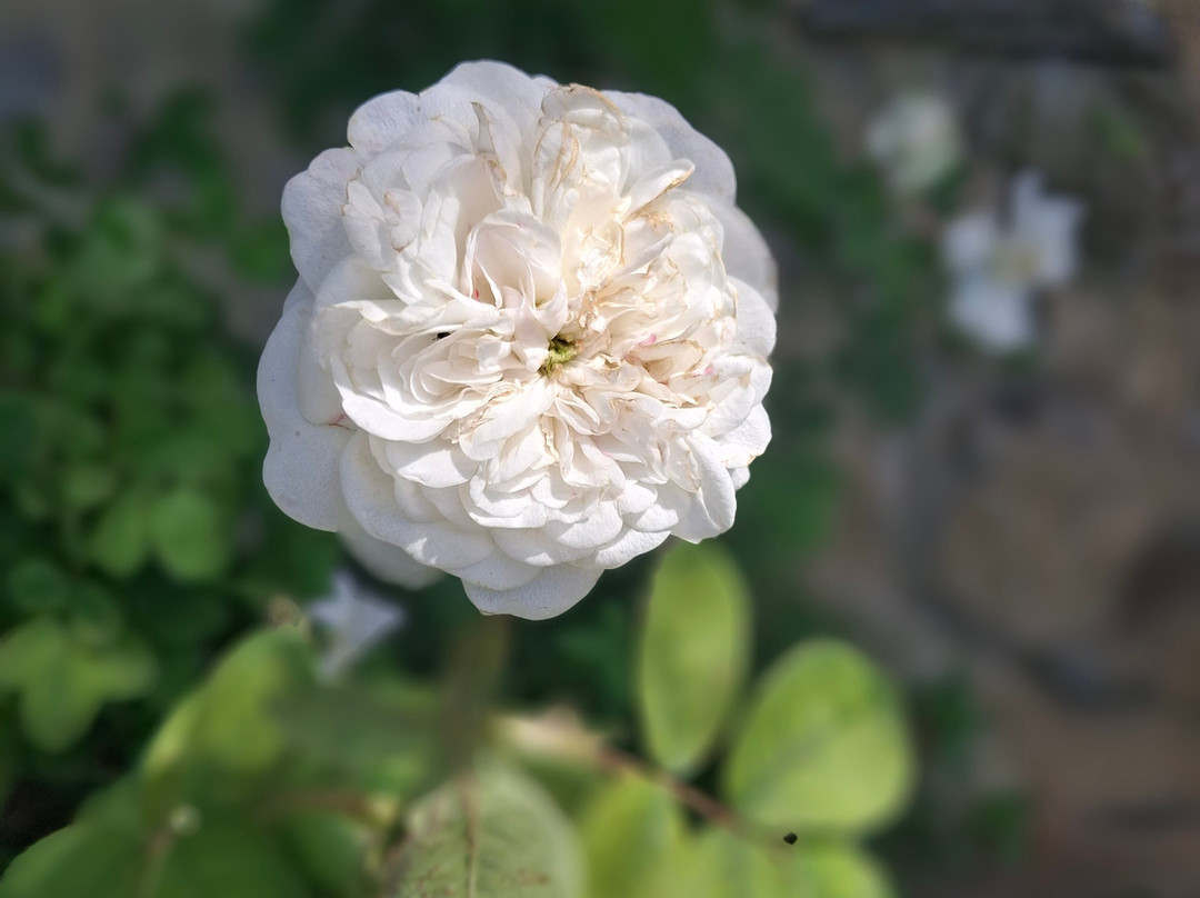 Jardin de l'Abbaye de Valsaintes-西米昂拉-罗通德必去景点