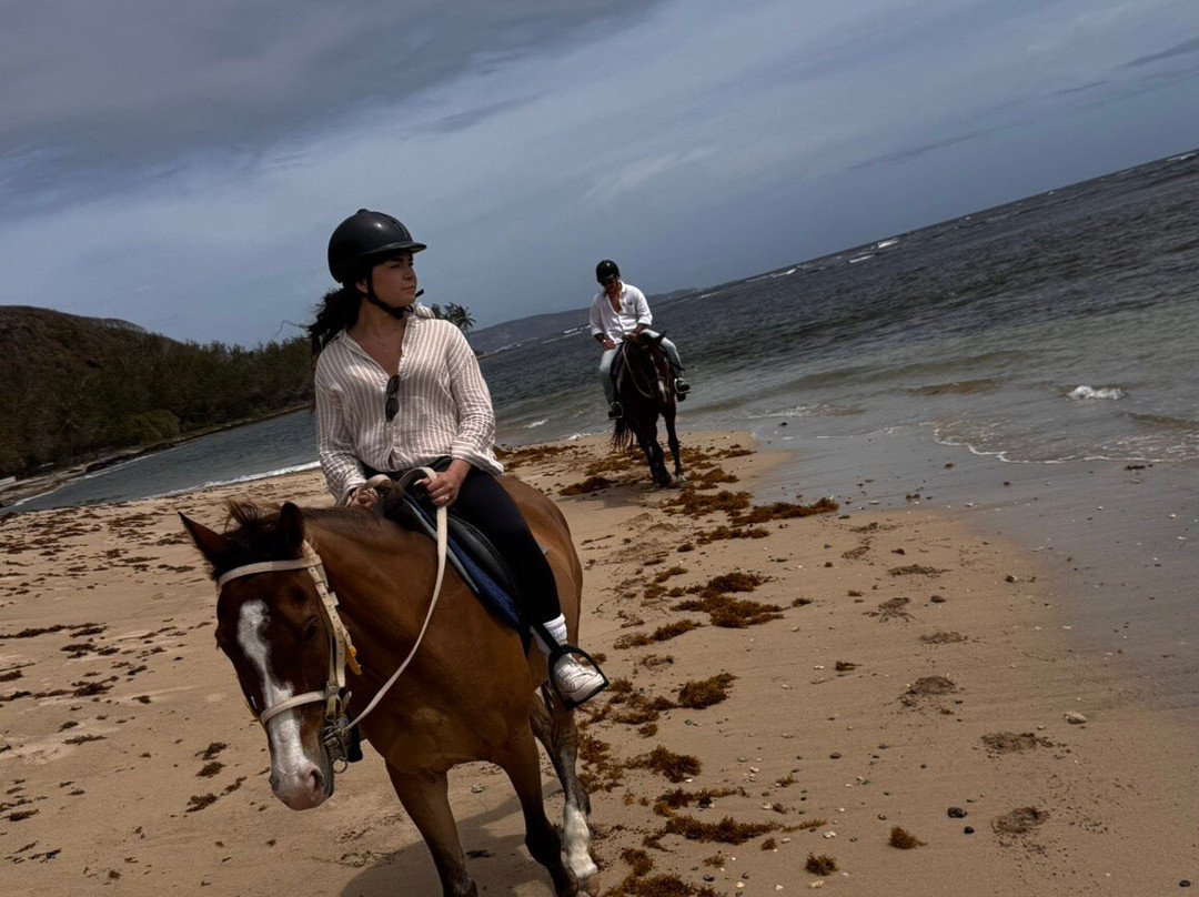 Ocean Echo Stables-Saint John Parish必去景点
