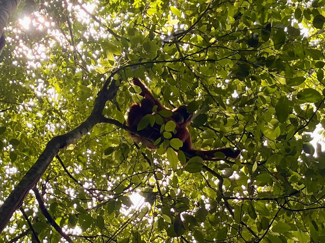 Jack Jungle Trip-Ketambe必去景点