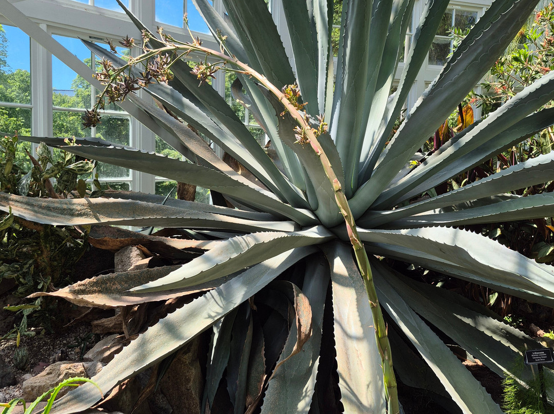 W.W. Seymour Botanical Conservatory-塔科马必去景点