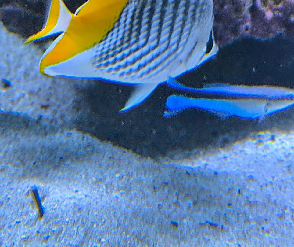 Aquarium de la Réunion-圣吉尔莱班必去景点