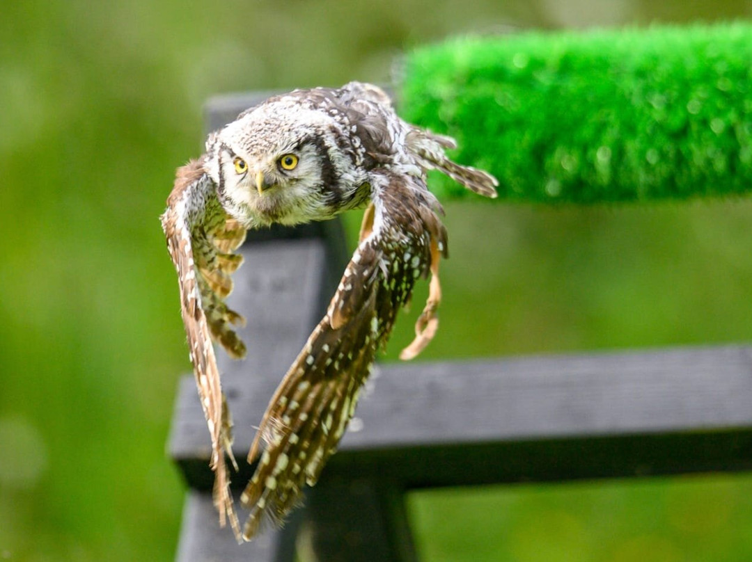 Falconry Experience Wales-Newtown必去景点