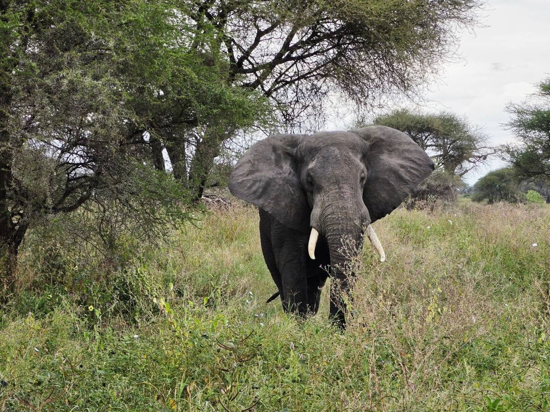 Makasa Tanzania Safaris-莫西必去景点