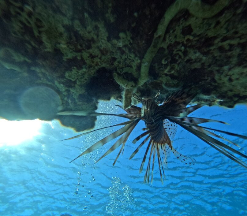 Arian Diving Centre-卡达米那必去景点