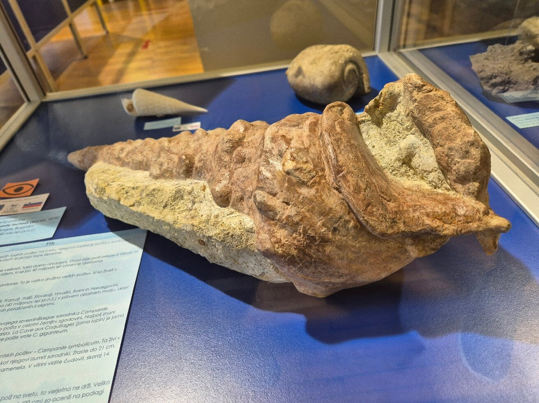 Magical World of Shells Museum-皮兰必去景点