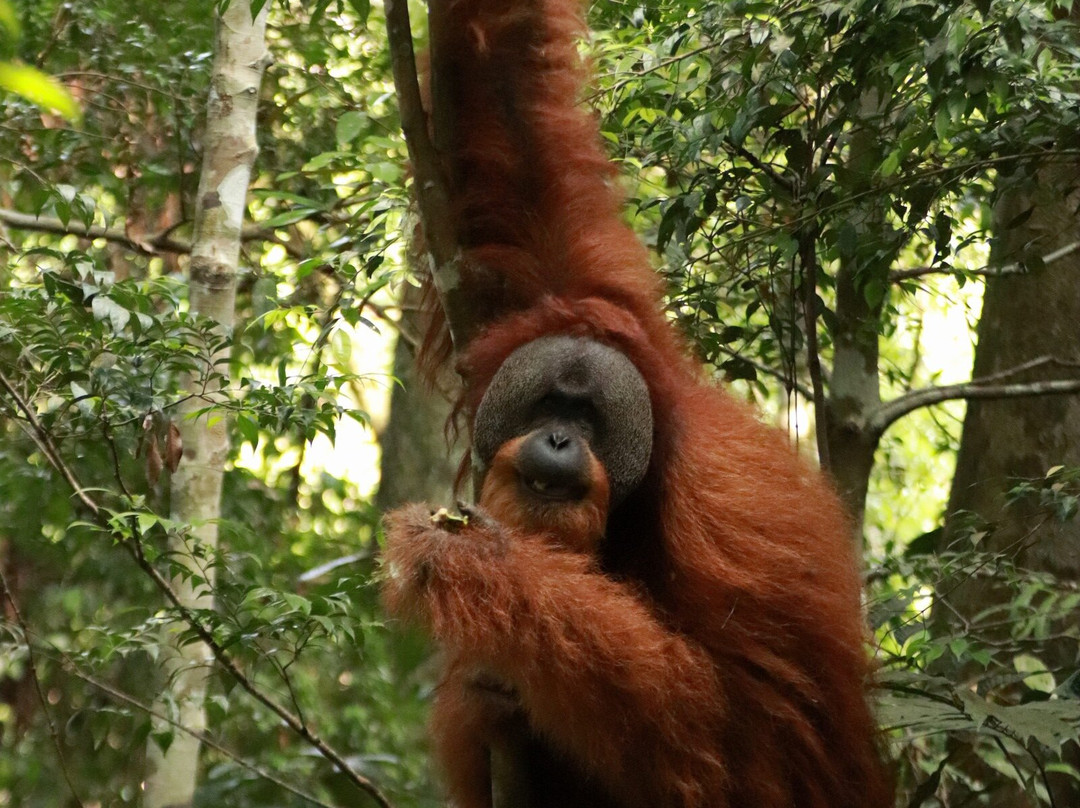 Sumatra Tour Adventures-武吉拉旺必去景点