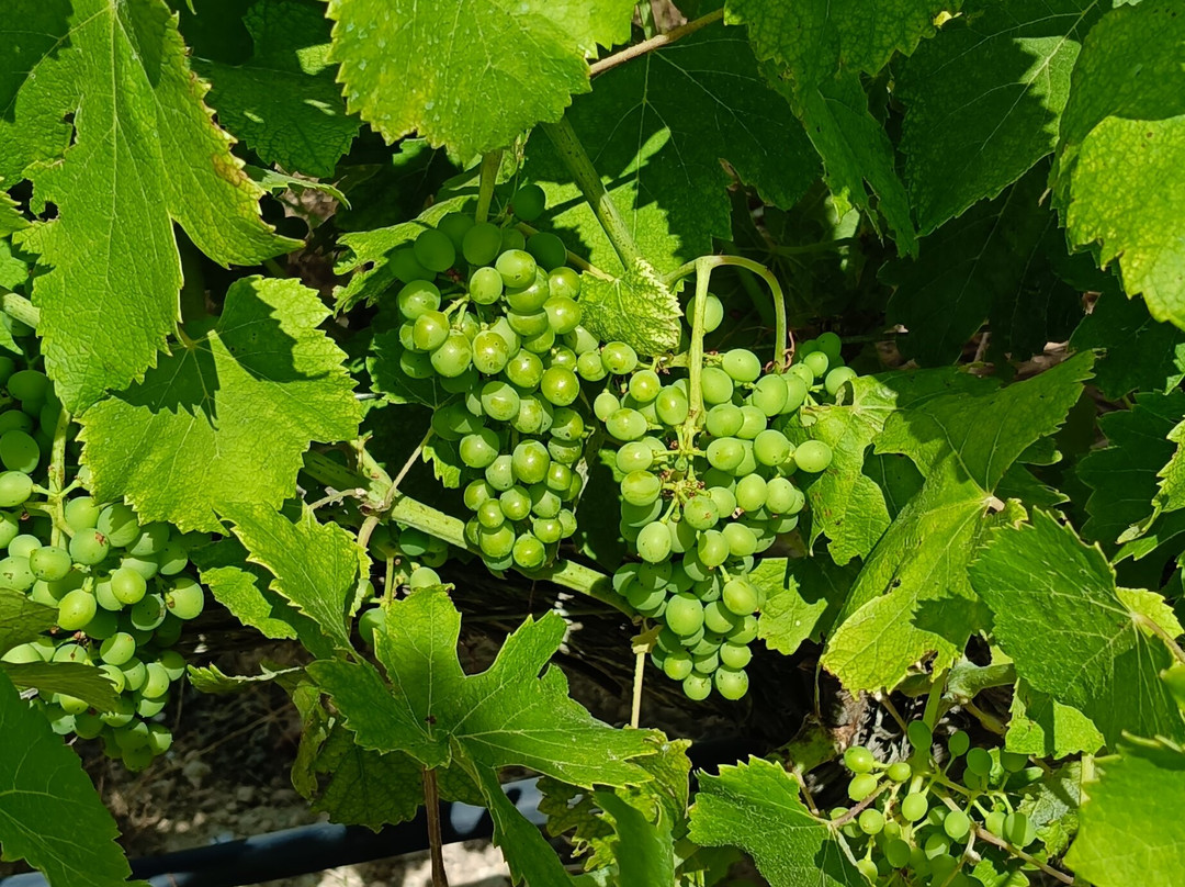 Celler Pedrola