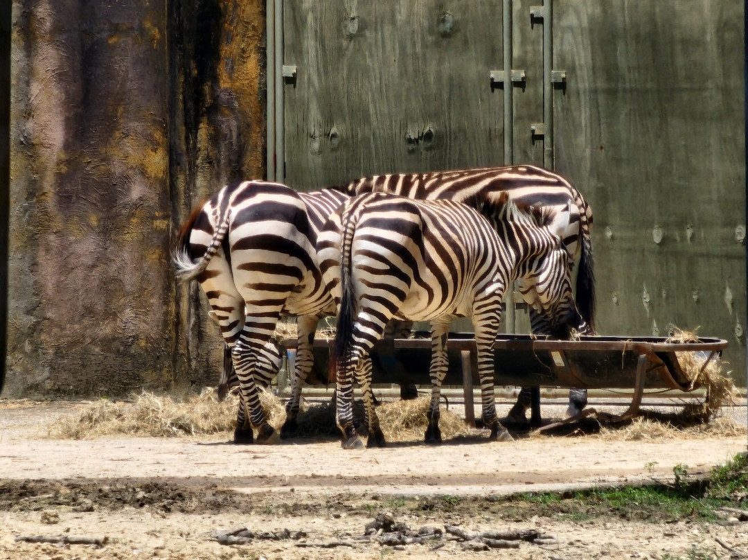 Baton Rouge Zoo-巴吞鲁日必去景点