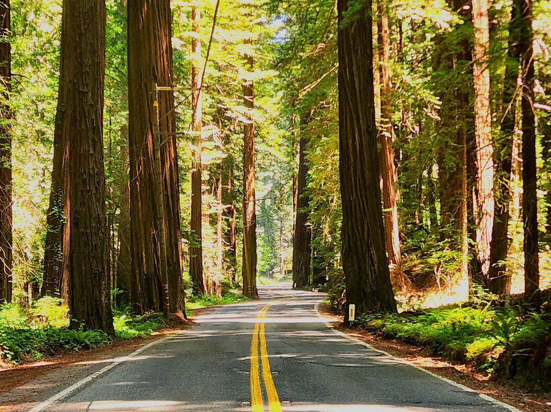 Avenue of the Giants-洪堡县必去景点