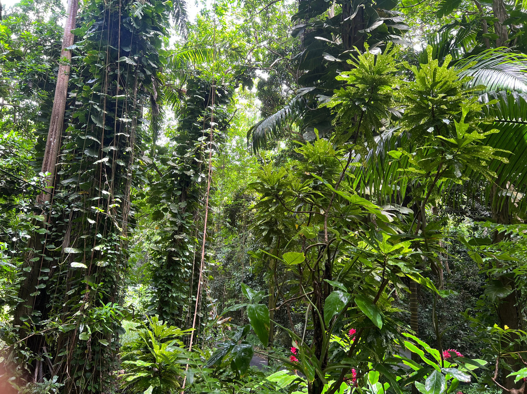 Coco Hill Forest-Melvin Hill必去景点