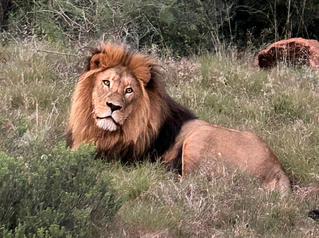 Schotia Safaris Private Game Reserve-伊丽莎白港必去景点
