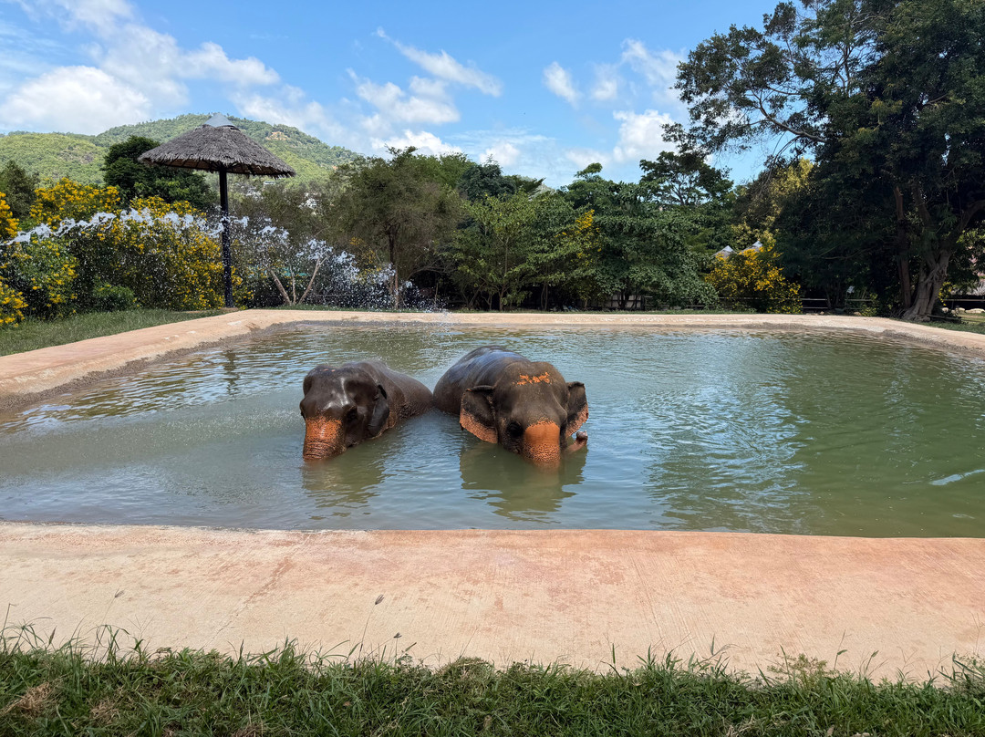 Samui Elephant Sanctuary-波普特必去景点