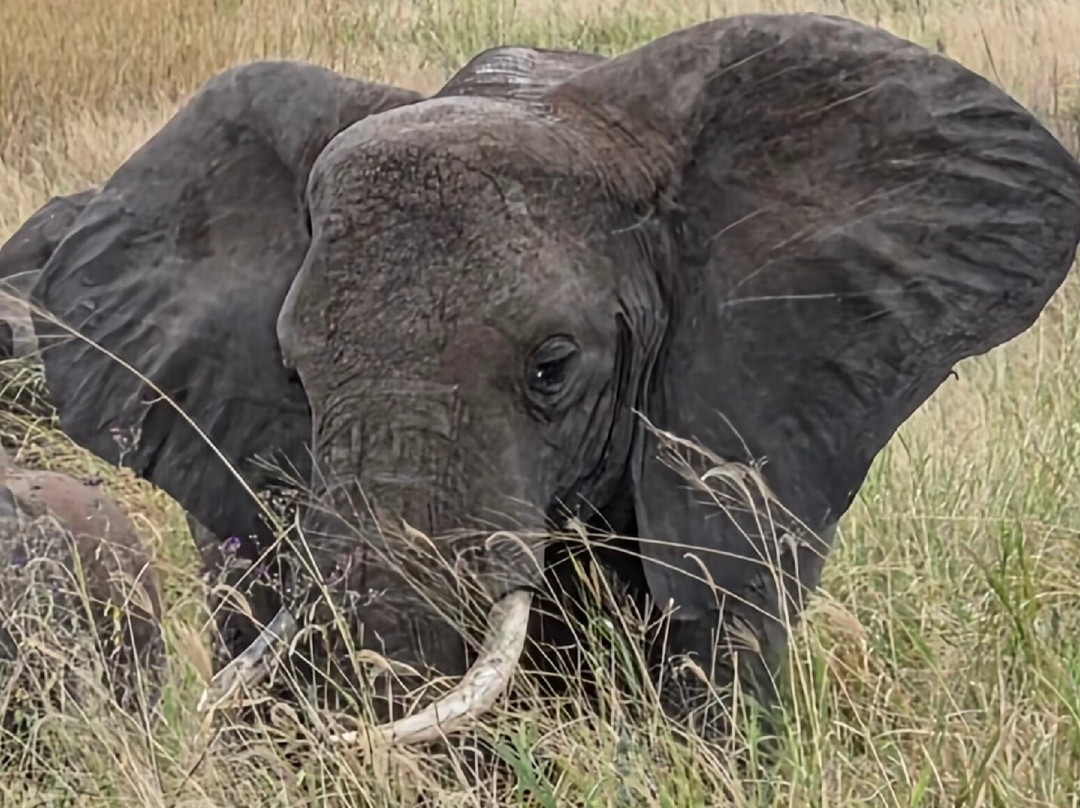 Tanzania Pure Nature and Travel-莫西必去景点