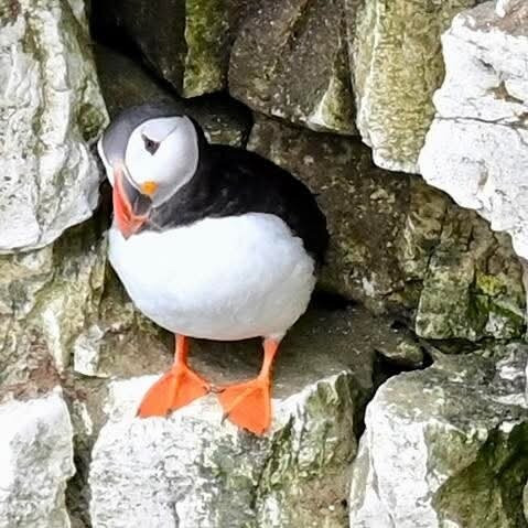 FLamborough Outer Headland-Flamborough必去景点