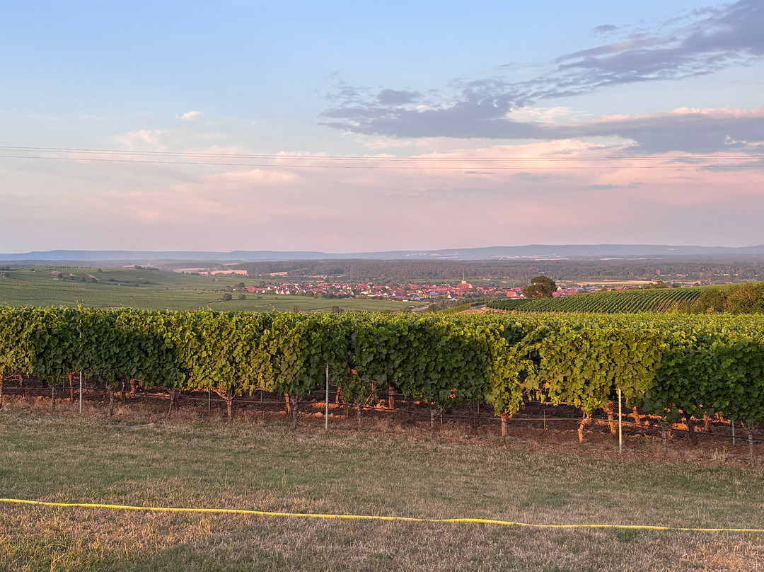 Weingut Mangold-代特尔巴赫必去景点