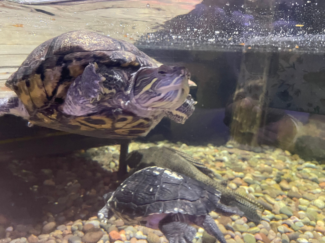 Tynemouth Aquarium-泰恩茅斯必去景点