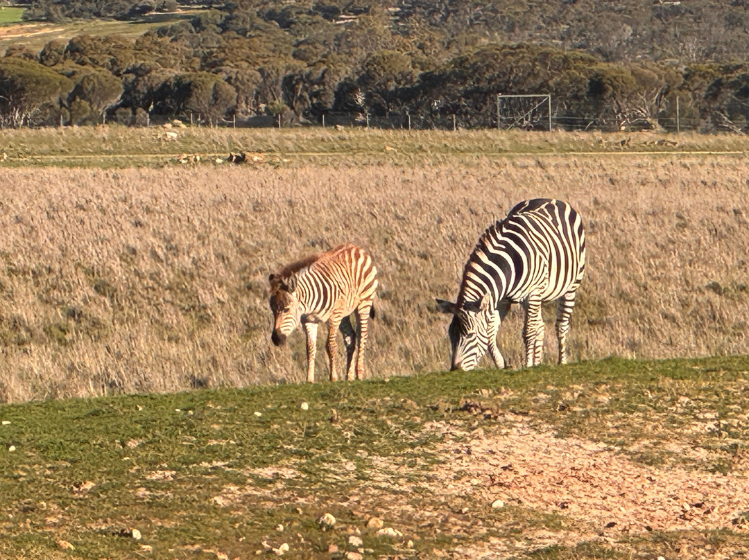 Monarto Safari Park-Monarto必去景点