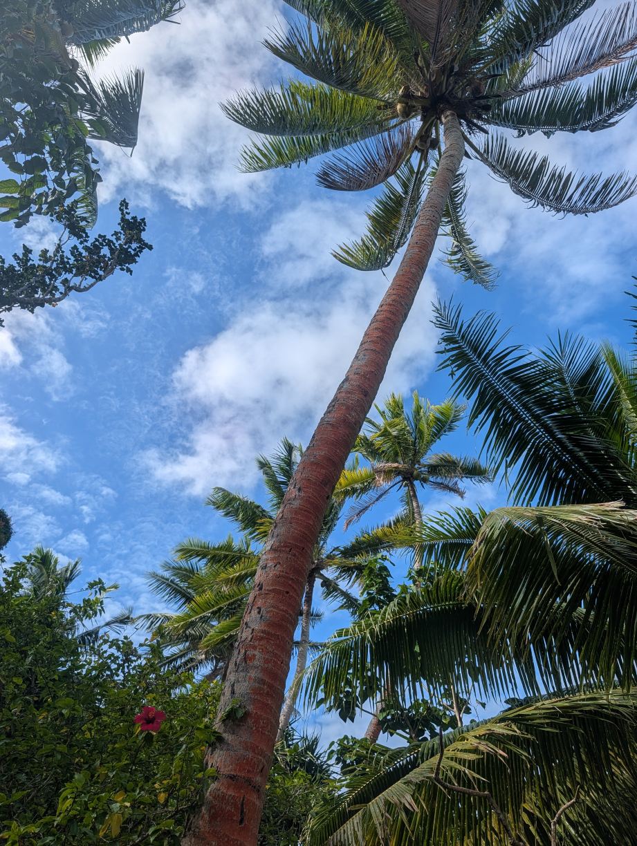 Mala Island Resort-旅行者