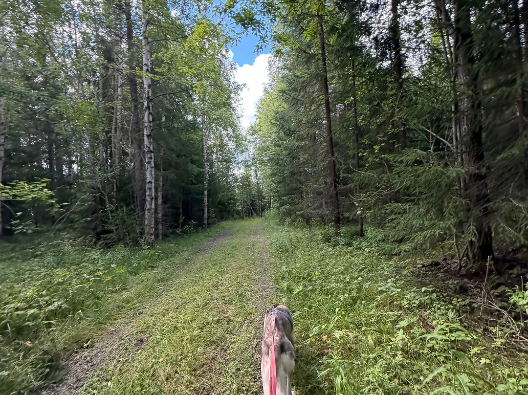 Nordic Husky Farm-Stromsund必去景点